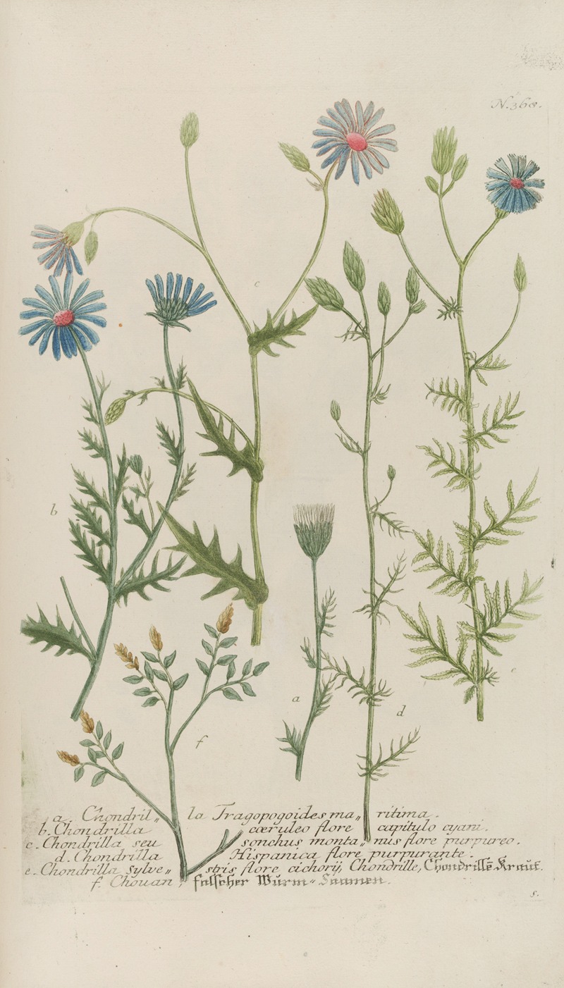 Phytanthoza iconographia Pl.091 by Johann Wilhelm Weinmann, 1737-1745 — digital art print download