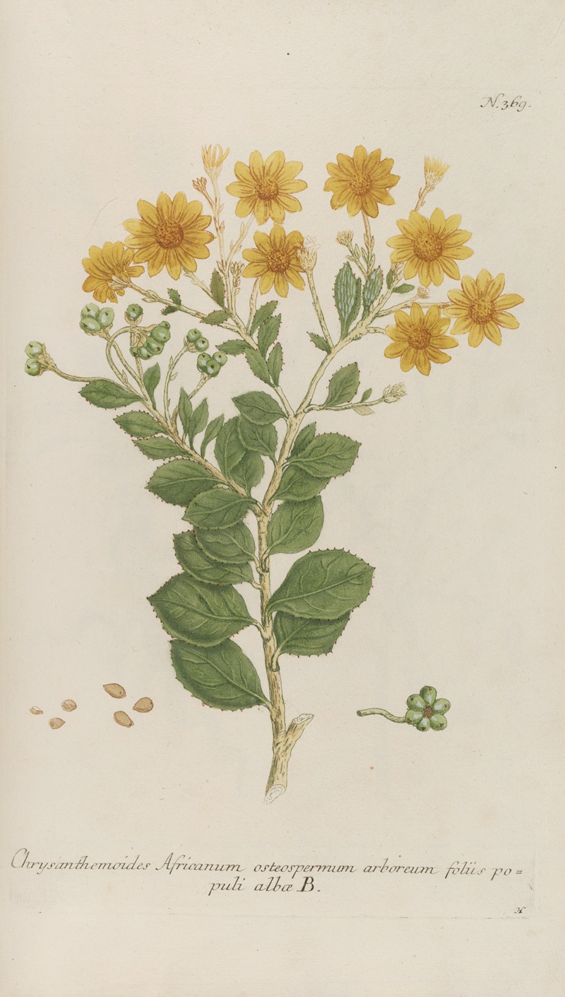 Phytanthoza iconographia Pl.092 by Johann Wilhelm Weinmann, 1737-1745 — digital art print download