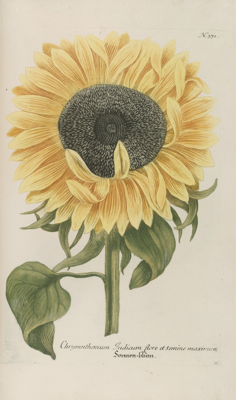 Phytanthoza iconographia Pl.094 by Johann Wilhelm Weinmann, 1737-1745 — digital art print download