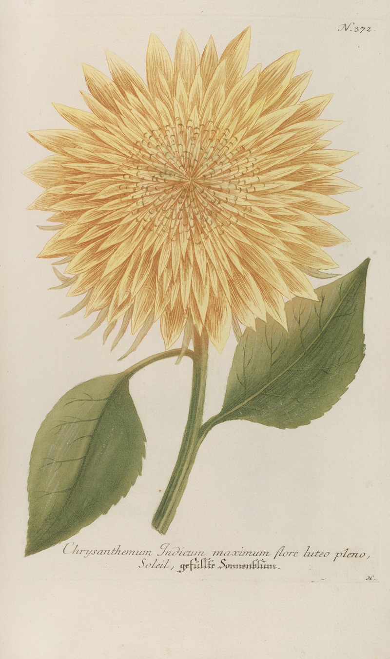 Phytanthoza iconographia Pl.095 by Johann Wilhelm Weinmann, 1737-1745 — digital art print download