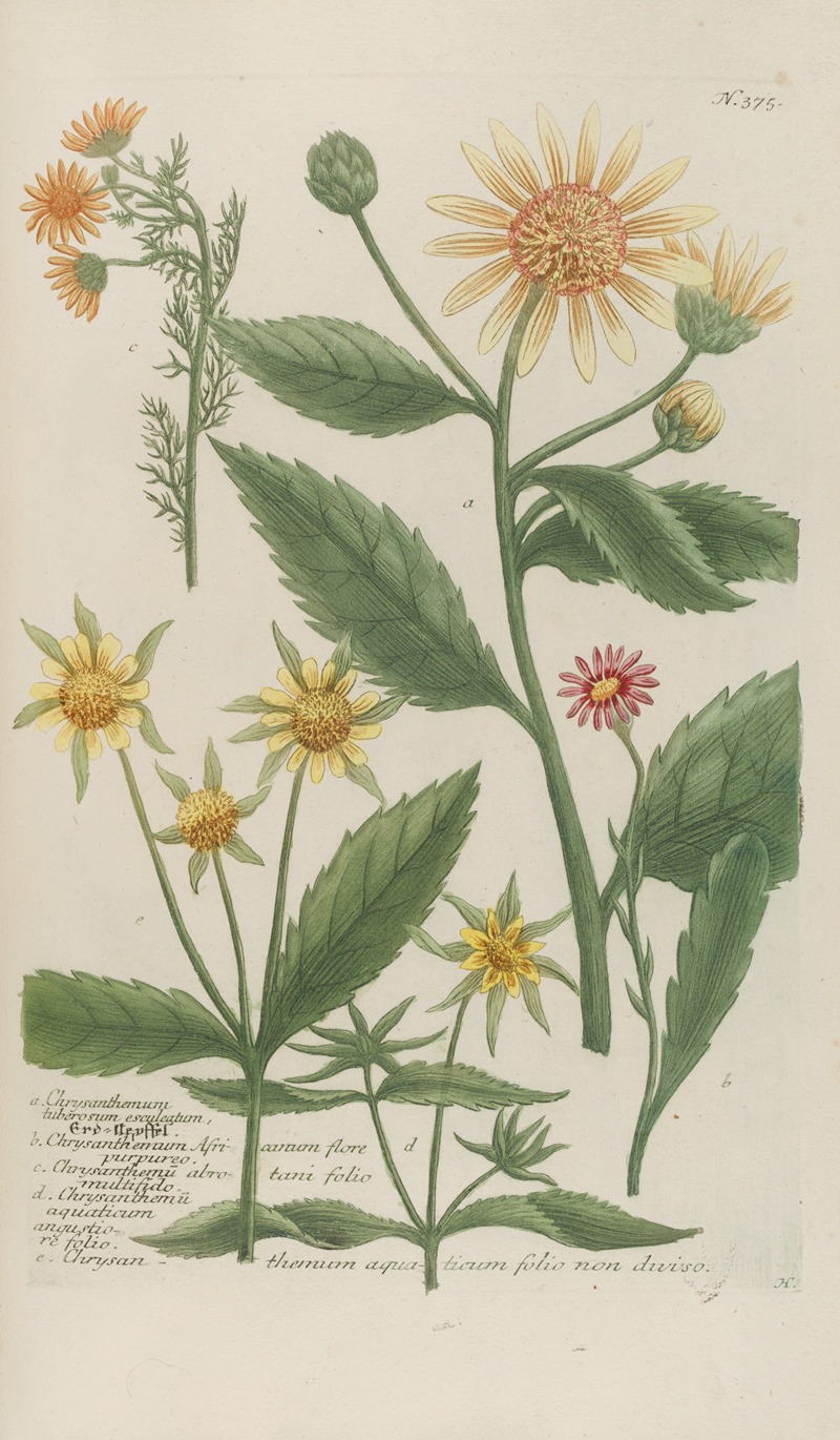 Phytanthoza iconographia Pl.098 by Johann Wilhelm Weinmann, 1737-1745 — digital art print download
