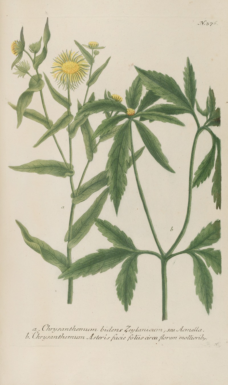 Phytanthoza iconographia Pl.099 by Johann Wilhelm Weinmann, 1737-1745 — digital art print download