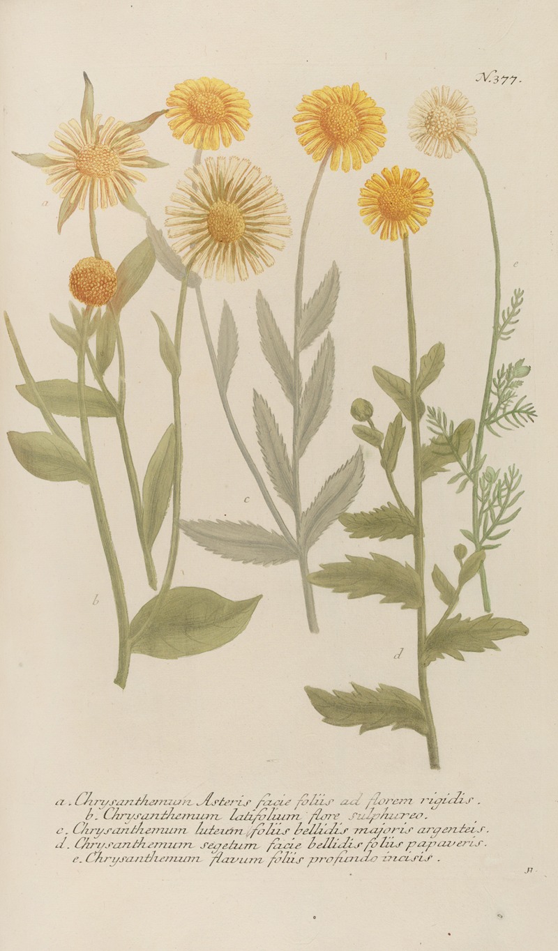 Phytanthoza iconographia Pl.100 by Johann Wilhelm Weinmann, 1737-1745 — digital art print download