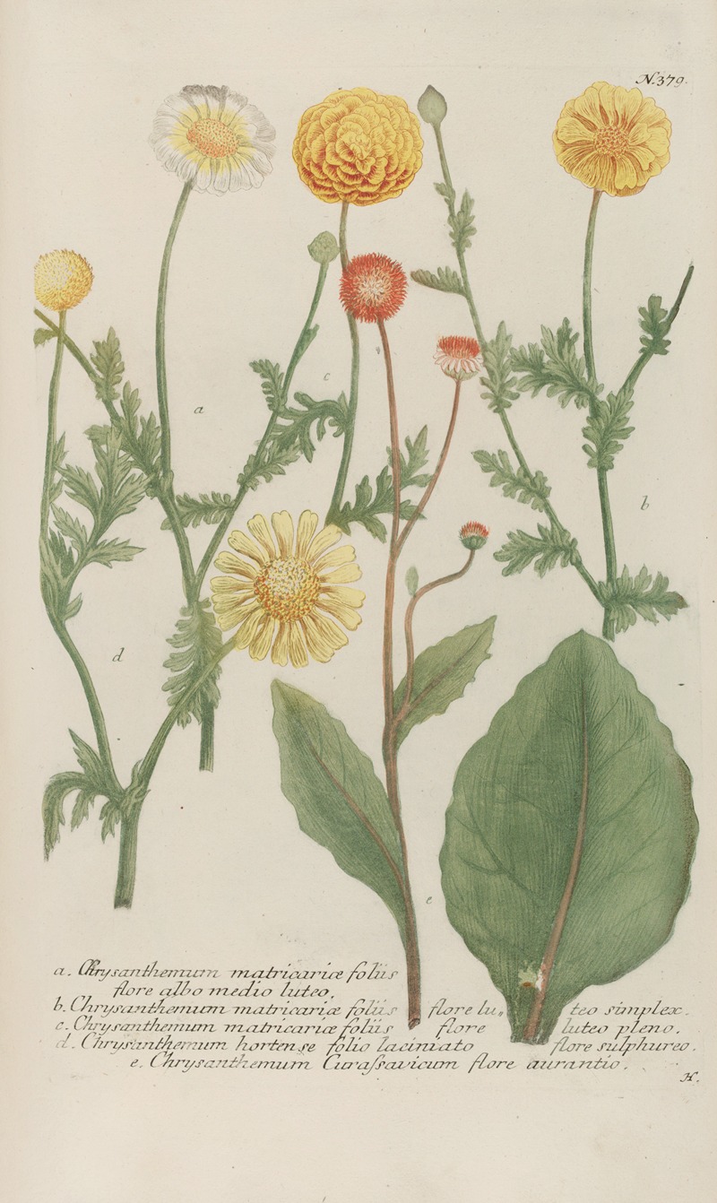 Phytanthoza iconographia Pl.102 by Johann Wilhelm Weinmann, 1737-1745 — digital art print download