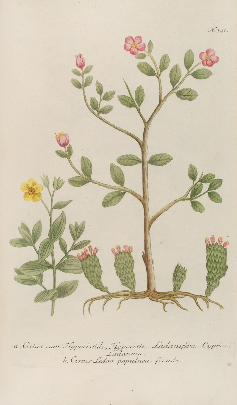 Phytanthoza iconographia Pl.114 by Johann Wilhelm Weinmann, 1737-1745 — digital art print download