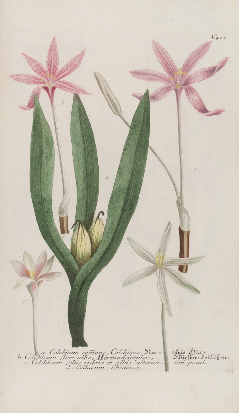 Phytanthoza iconographia Pl.126 by Johann Wilhelm Weinmann, 1737-1745 — digital art print download