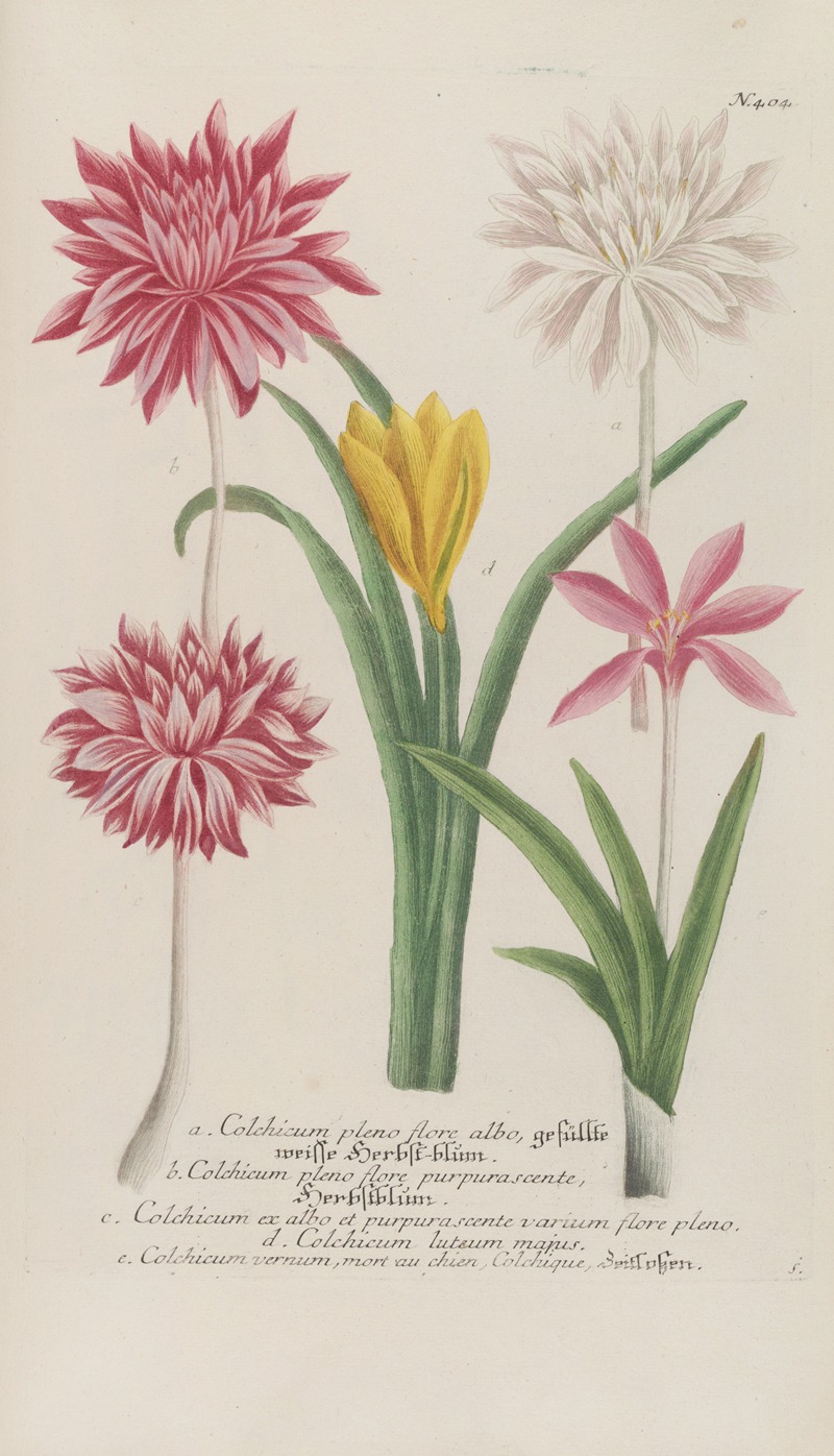 Phytanthoza iconographia Pl.127 by Johann Wilhelm Weinmann, 1737-1745 — digital art print download