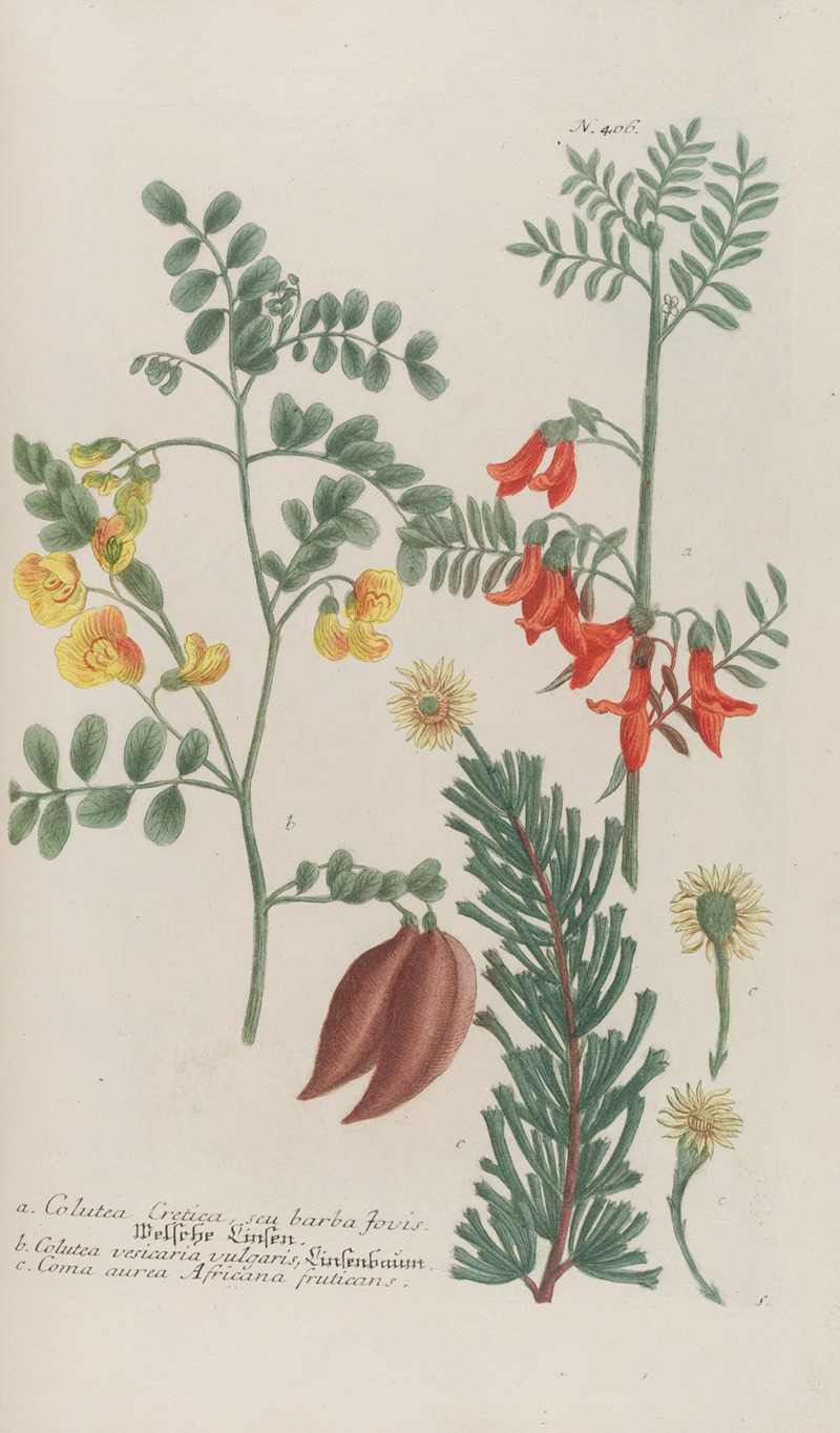 Phytanthoza iconographia Pl.129 by Johann Wilhelm Weinmann, 1737-1745 — digital art print download