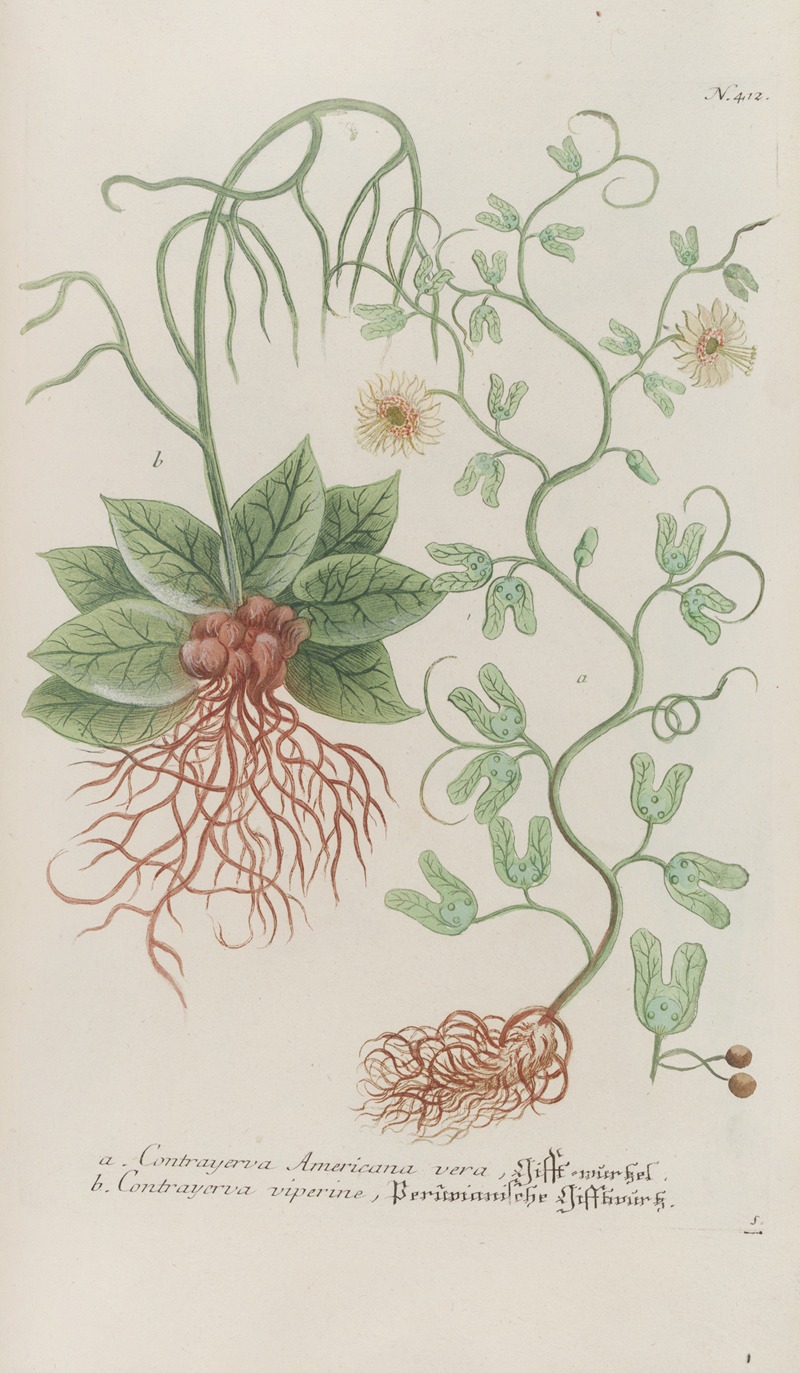 Phytanthoza iconographia Pl.135 by Johann Wilhelm Weinmann, 1737-1745 — digital art print download