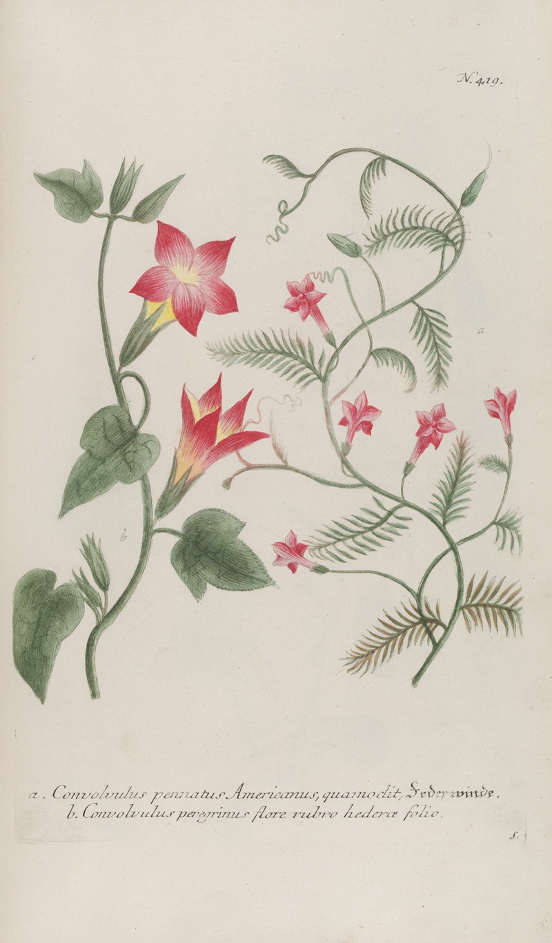 Phytanthoza iconographia Pl.142 by Johann Wilhelm Weinmann, 1737-1745 — digital art print download