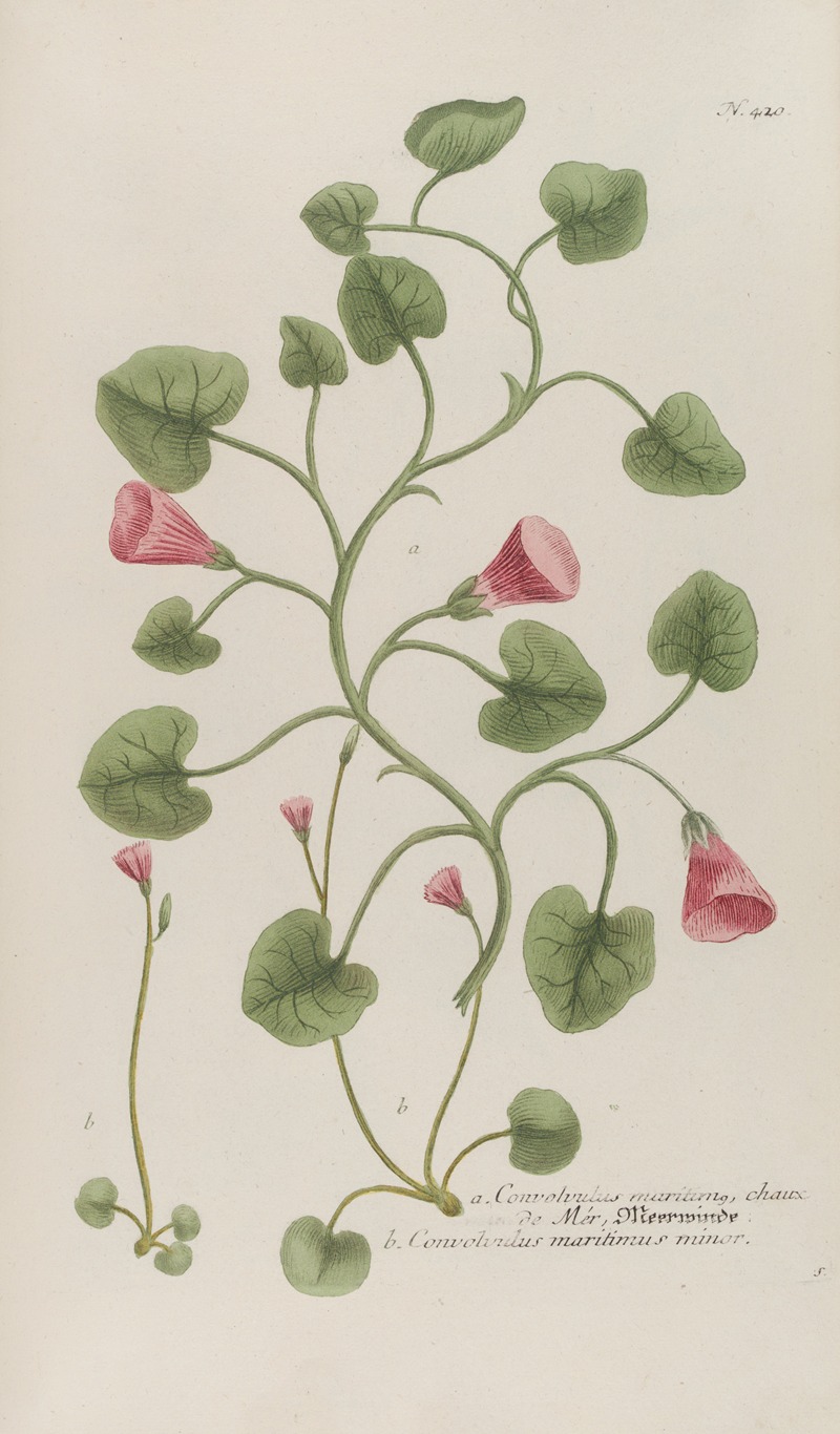 Phytanthoza iconographia Pl.143 by Johann Wilhelm Weinmann, 1737-1745 — digital art print download