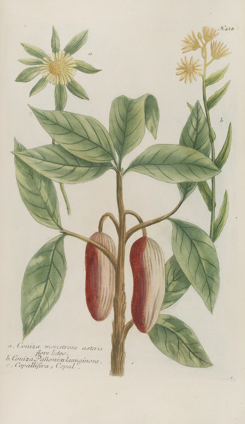 Phytanthoza iconographia Pl.147 by Johann Wilhelm Weinmann, 1737-1745 — digital art print download