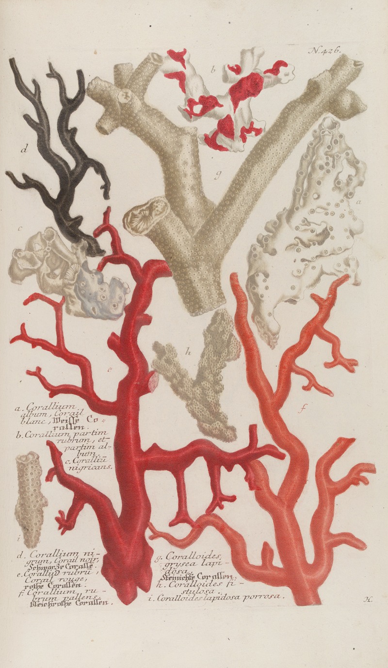 Phytanthoza iconographia Pl.149 by Johann Wilhelm Weinmann, 1737-1745 — digital art print download