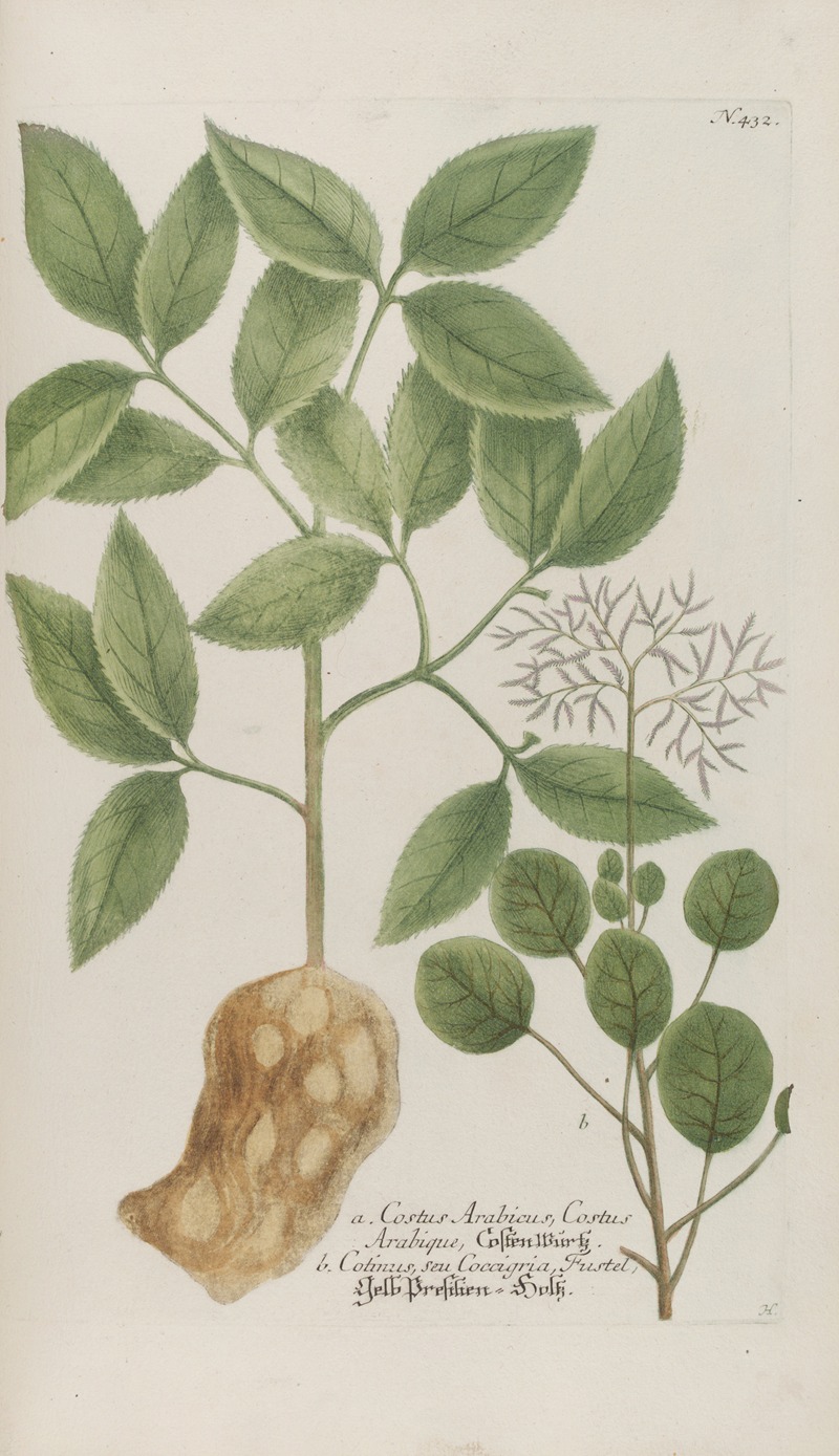 Phytanthoza iconographia Pl.155 by Johann Wilhelm Weinmann, 1737-1745 — digital art print download