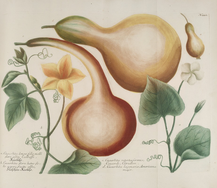 Phytanthoza iconographia Pl.165 by Johann Wilhelm Weinmann, 1737-1745 — digital art print download