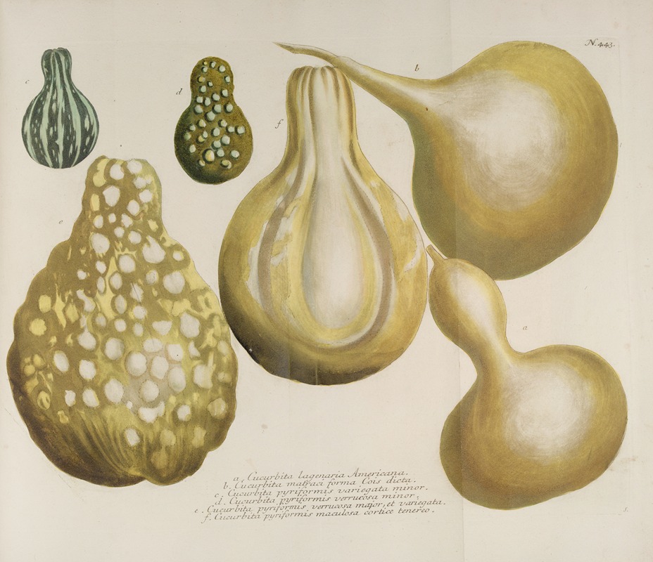 Phytanthoza iconographia Pl.166 by Johann Wilhelm Weinmann, 1737-1745 — digital art print download