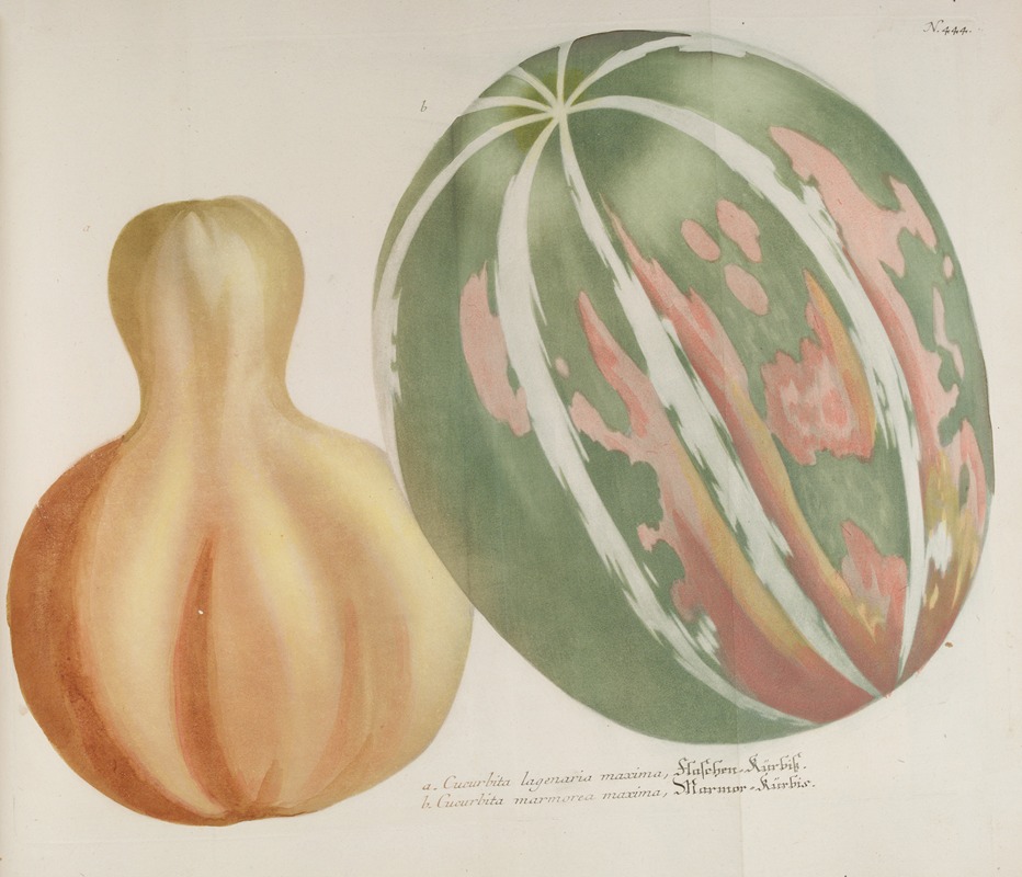 Phytanthoza iconographia Pl.167 by Johann Wilhelm Weinmann, 1737-1745 — digital art print download