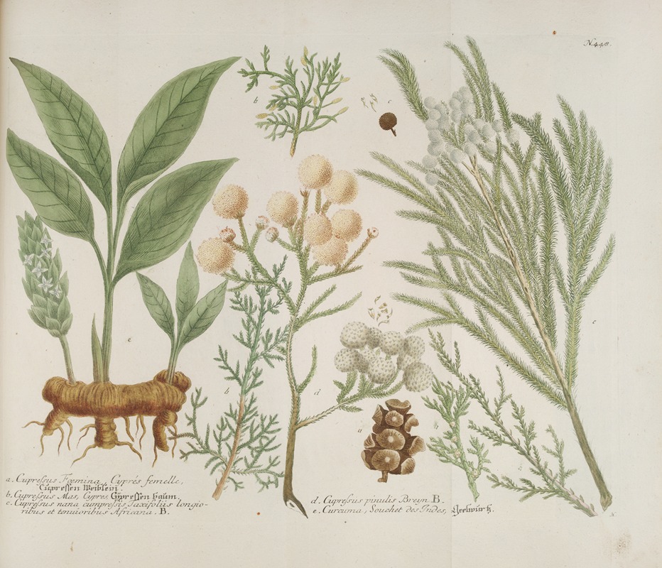 Phytanthoza iconographia Pl.171 by Johann Wilhelm Weinmann, 1737-1745 — digital art print download