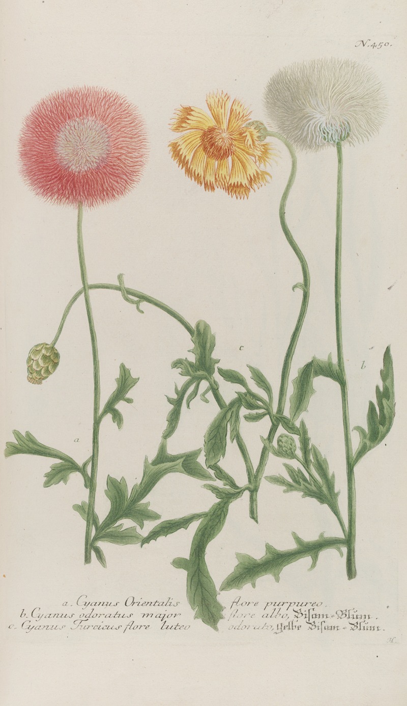 Phytanthoza iconographia Pl.173 by Johann Wilhelm Weinmann, 1737-1745 — digital art print download