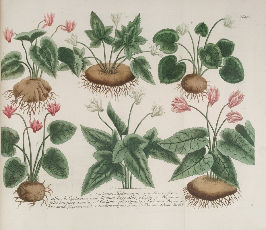 Phytanthoza iconographia Pl.176 by Johann Wilhelm Weinmann, 1737-1745 — digital art print download