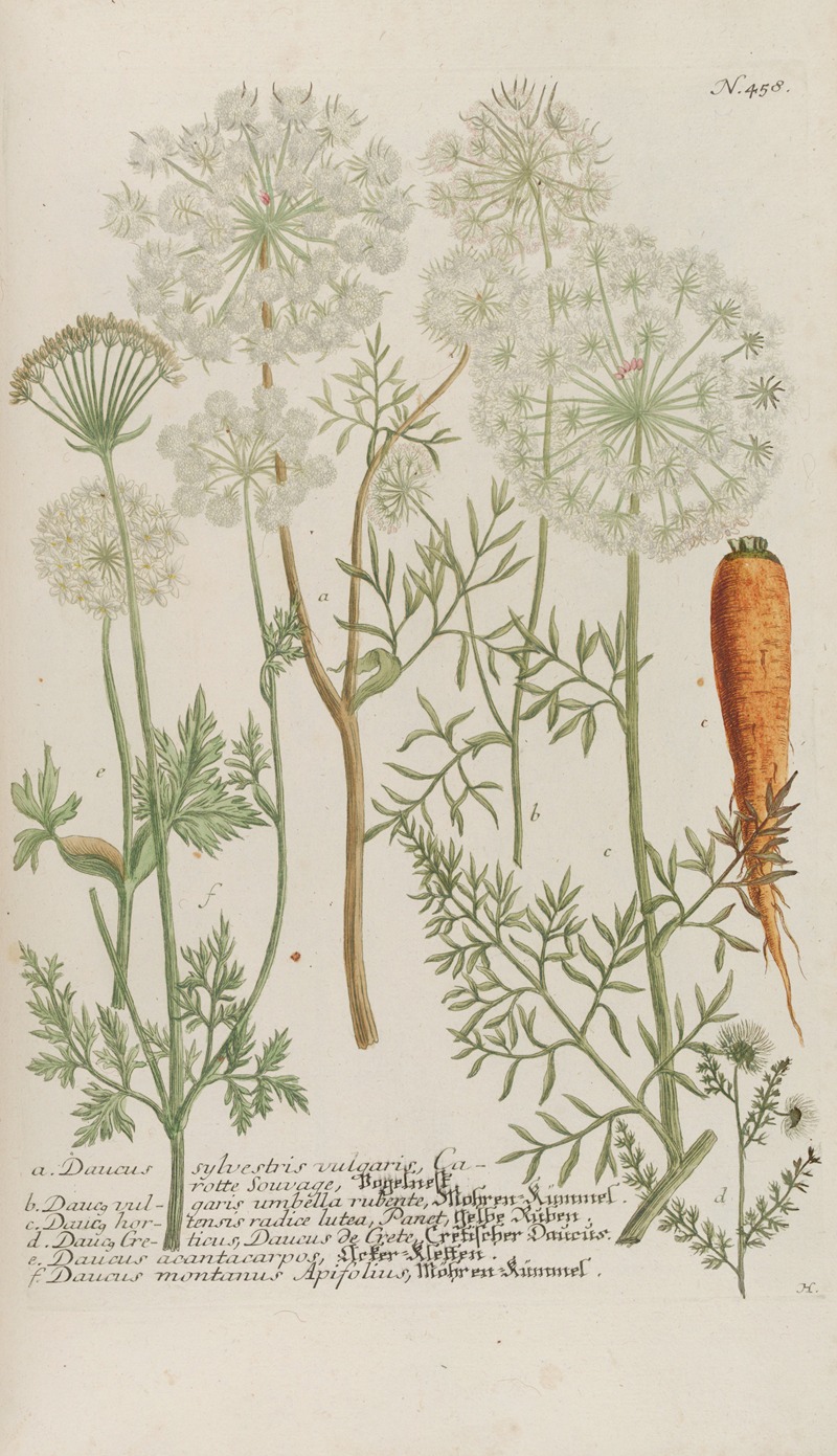 Phytanthoza iconographia Pl.181 by Johann Wilhelm Weinmann, 1737-1745 — digital art print download