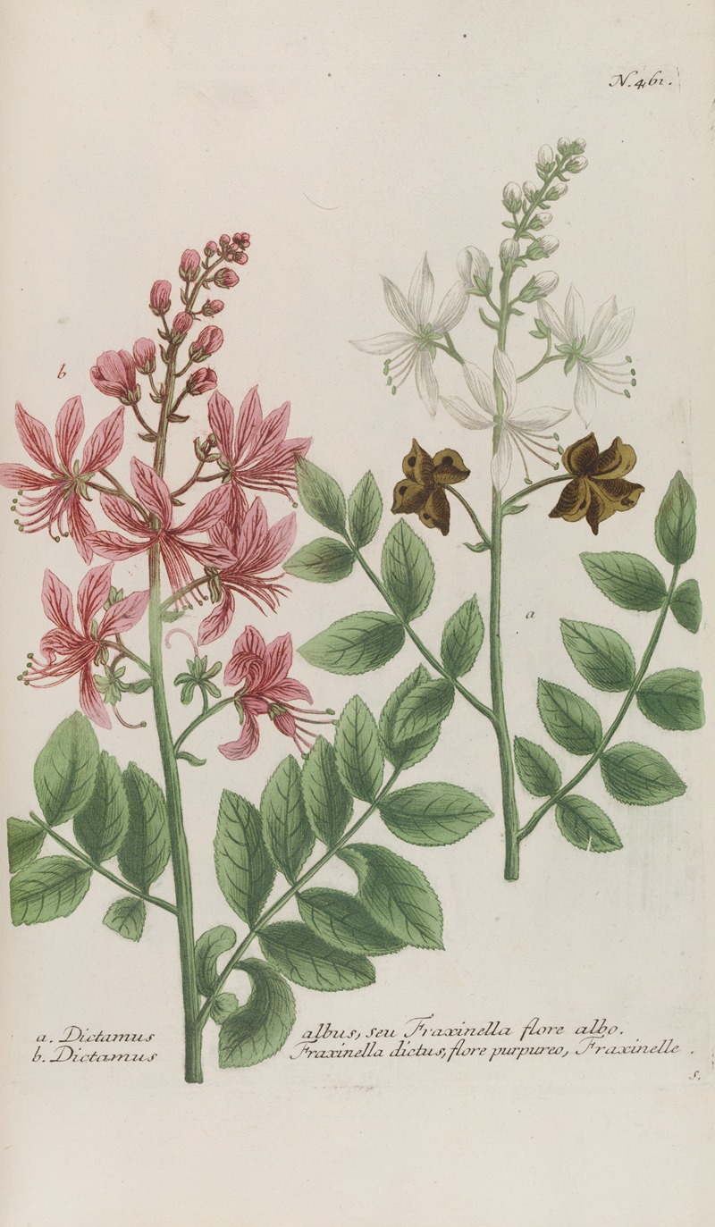 Phytanthoza iconographia Pl.184 by Johann Wilhelm Weinmann, 1737-1745 — digital art print download