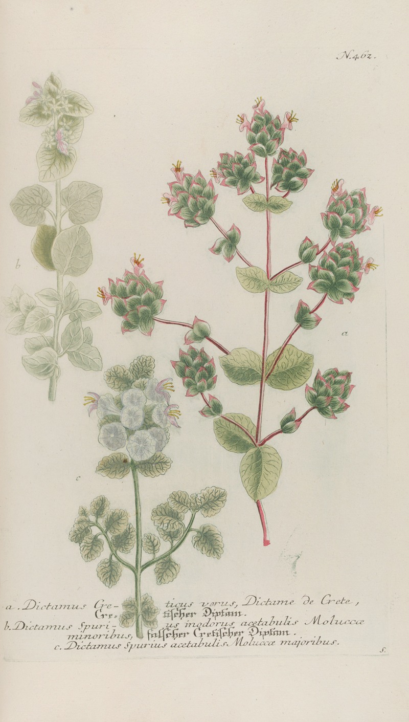 Phytanthoza iconographia Pl.185 by Johann Wilhelm Weinmann, 1737-1745 — digital art print download