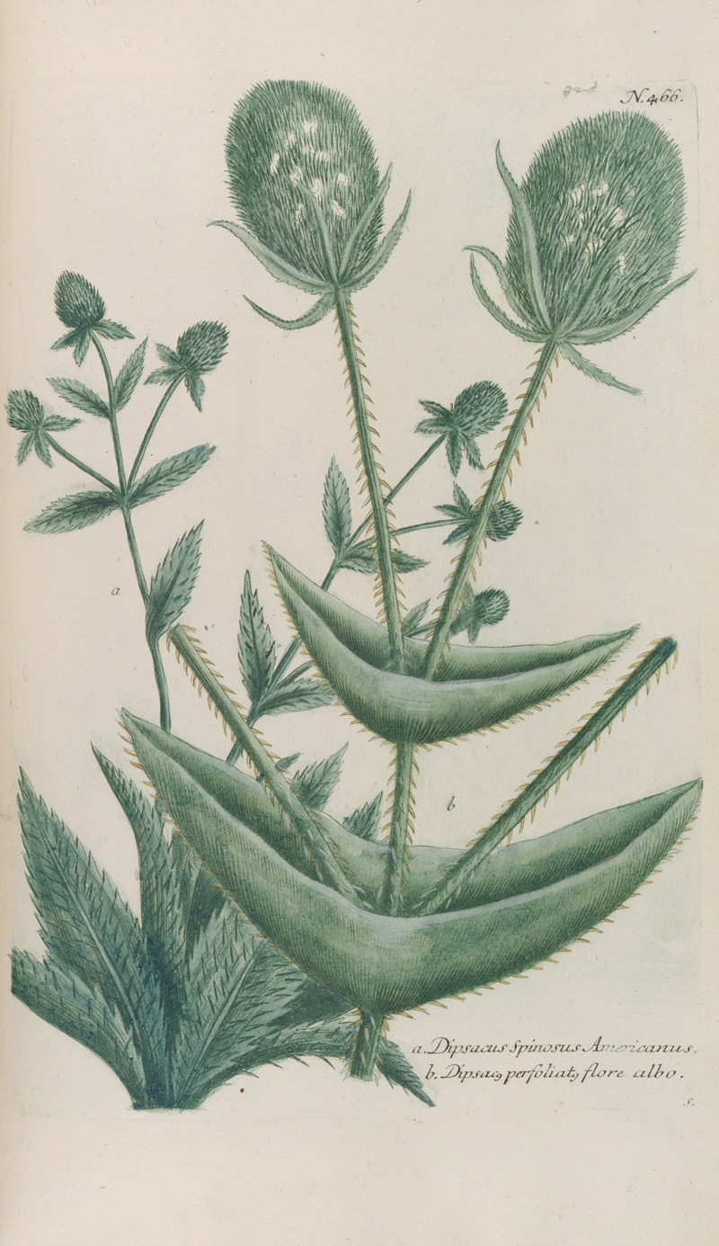 Phytanthoza iconographia Pl.189 by Johann Wilhelm Weinmann, 1737-1745 — digital art print download