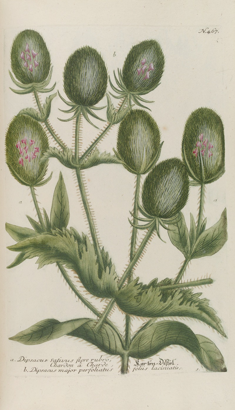 Phytanthoza iconographia Pl.190 by Johann Wilhelm Weinmann, 1737-1745 — digital art print download