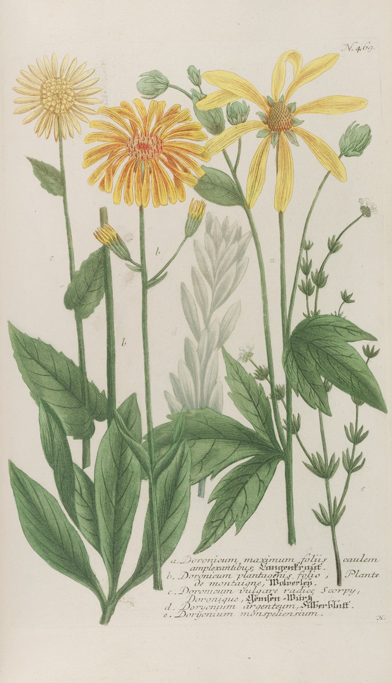 Phytanthoza iconographia Pl.192 by Johann Wilhelm Weinmann, 1737-1745 — digital art print download