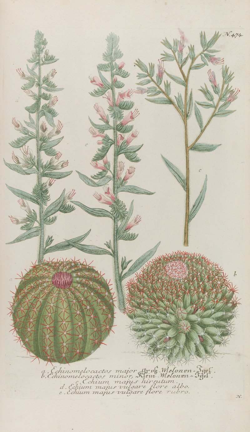 Phytanthoza iconographia Pl.197 by Johann Wilhelm Weinmann, 1737-1745 — digital art print download