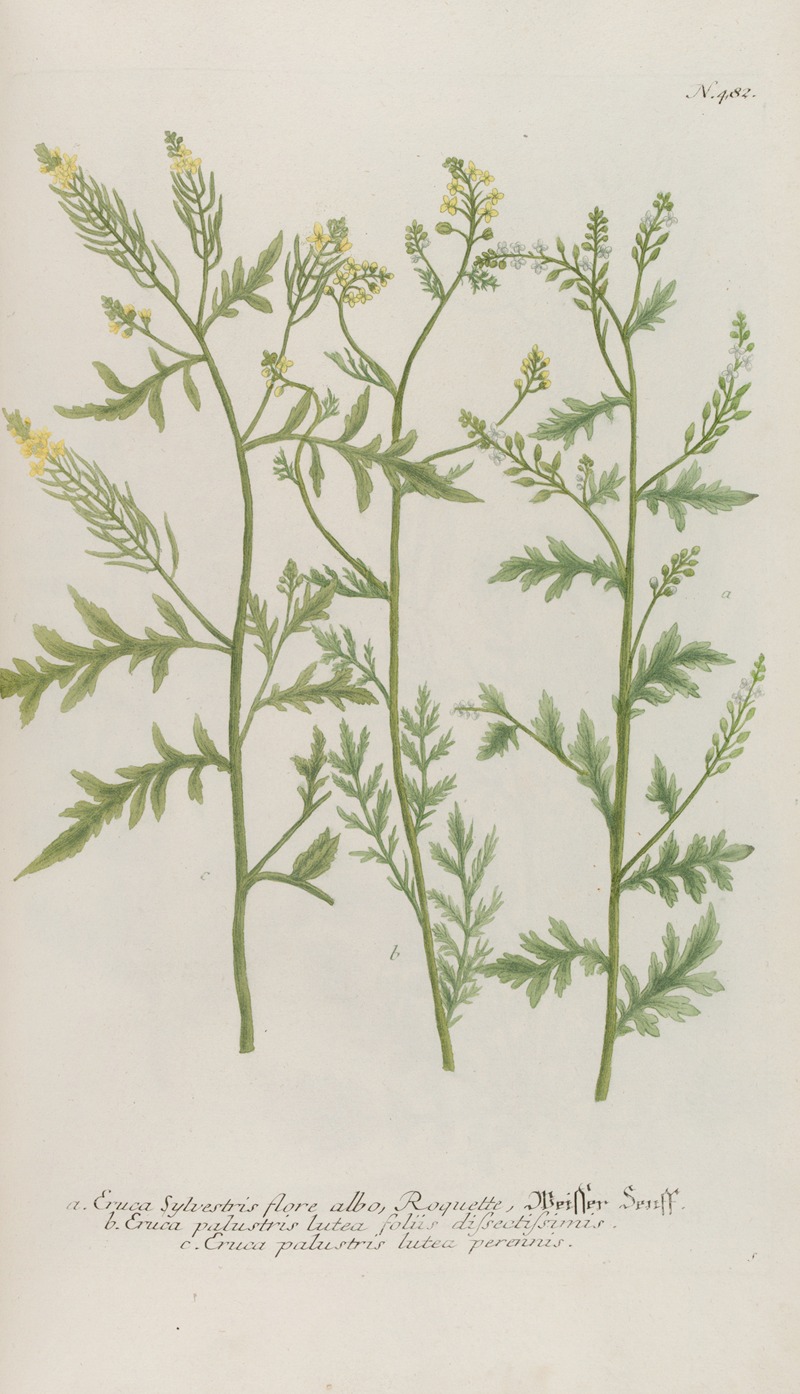 Phytanthoza iconographia Pl.205 — Johann Wilhelm Weinmann