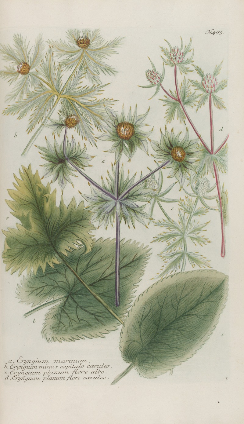 Phytanthoza iconographia Pl.208 by Johann Wilhelm Weinmann, 1737-1745 — digital art print download