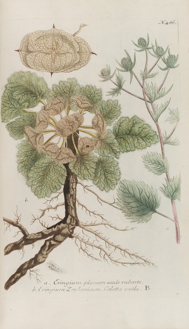 Phytanthoza iconographia Pl.209 by Johann Wilhelm Weinmann, 1737-1745 — digital art print download