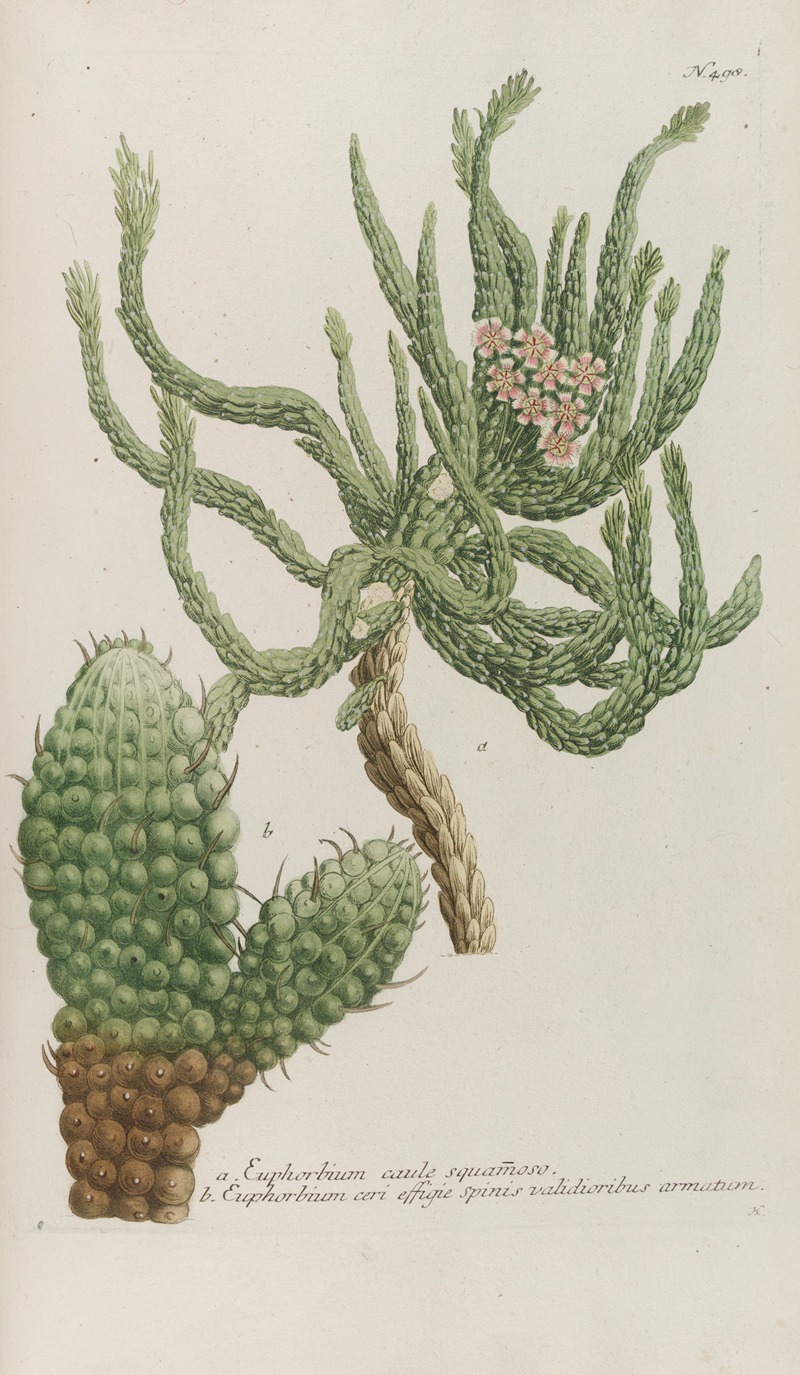 Phytanthoza iconographia Pl.221 by Johann Wilhelm Weinmann, 1737-1745 — digital art print download
