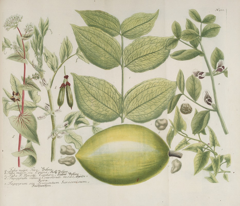 Phytanthoza iconographia Pl.223 by Johann Wilhelm Weinmann, 1737-1745 — digital art print download