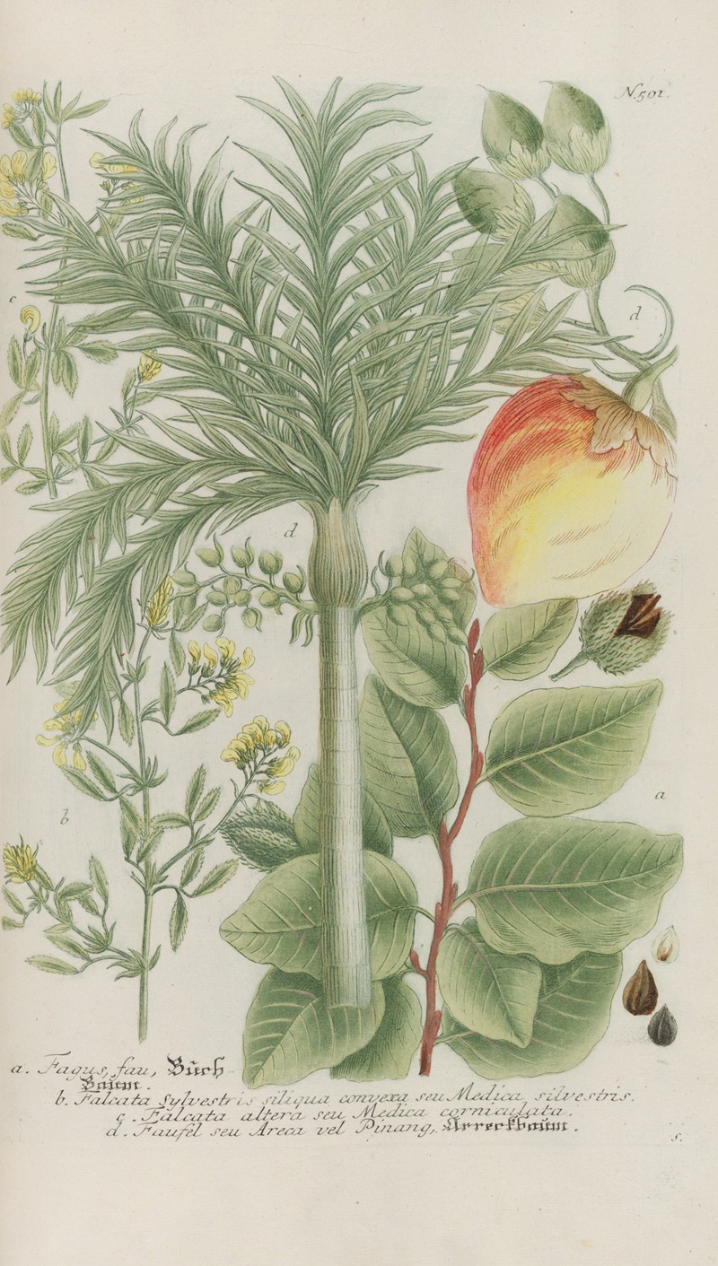 Phytanthoza iconographia Pl.224 by Johann Wilhelm Weinmann, 1737-1745 — digital art print download