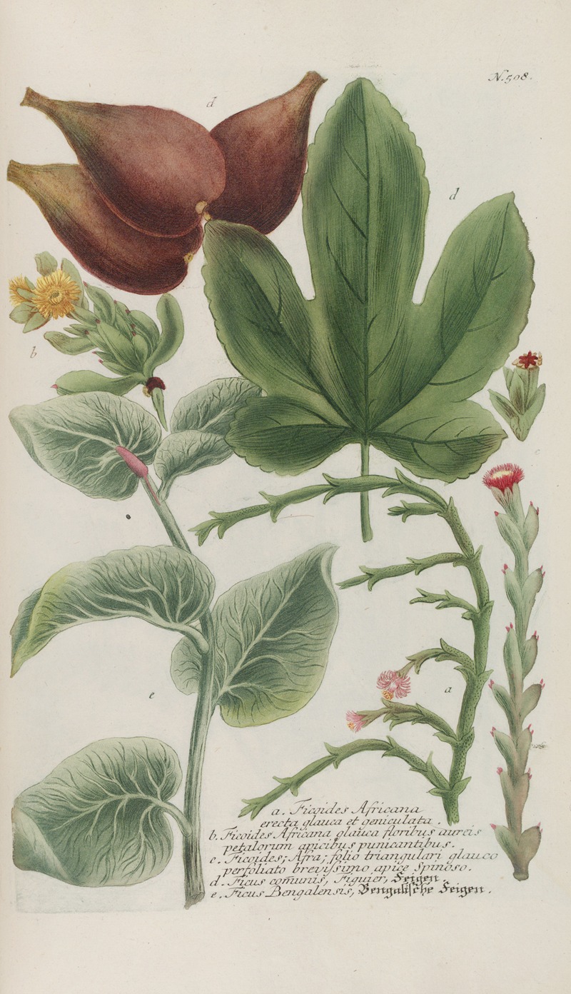 Phytanthoza iconographia Pl.231 by Johann Wilhelm Weinmann, 1737-1745 — digital art print download