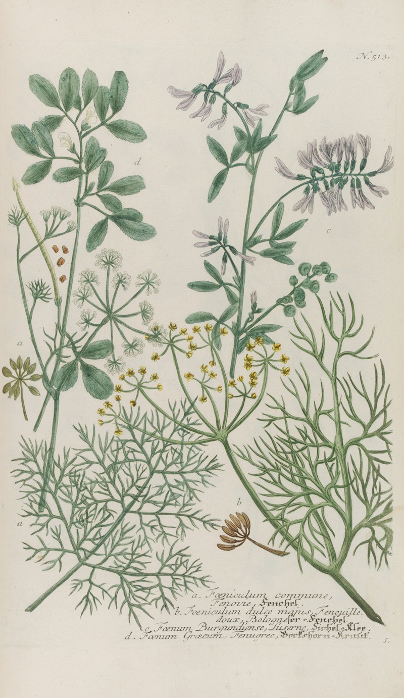 Phytanthoza iconographia Pl.236 by Johann Wilhelm Weinmann, 1737-1745 — digital art print download