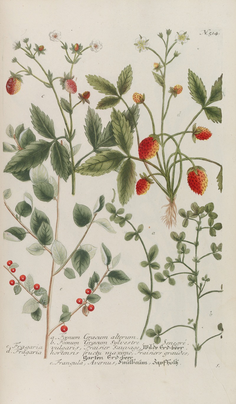 Phytanthoza iconographia Pl.237 by Johann Wilhelm Weinmann, 1737-1745 — digital art print download