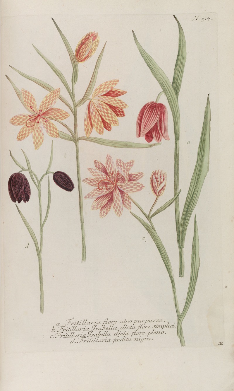 Phytanthoza iconographia Pl.240 by Johann Wilhelm Weinmann, 1737-1745 — digital art print download