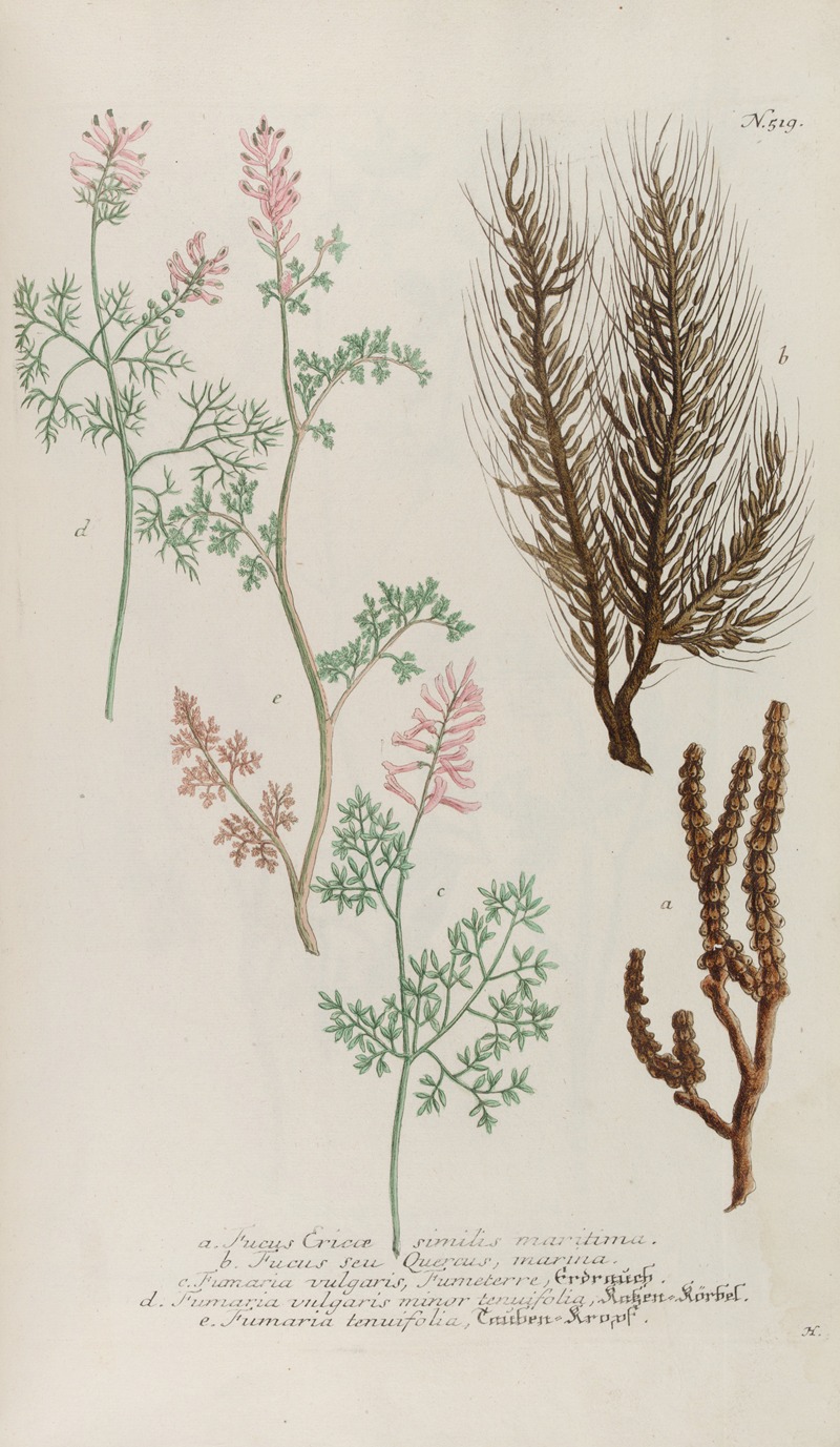 Phytanthoza iconographia Pl.242 by Johann Wilhelm Weinmann, 1737-1745 — digital art print download