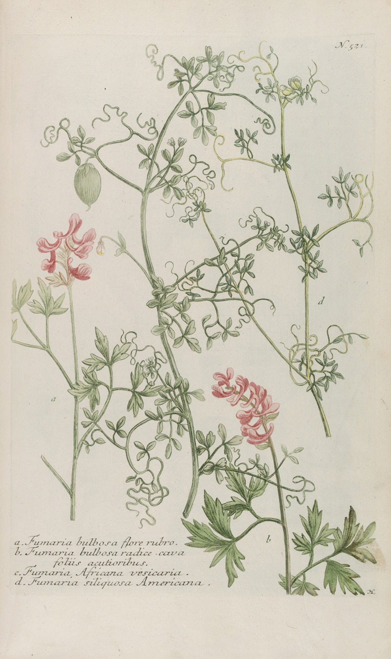 Phytanthoza iconographia Pl.244 by Johann Wilhelm Weinmann, 1737-1745 — digital art print download