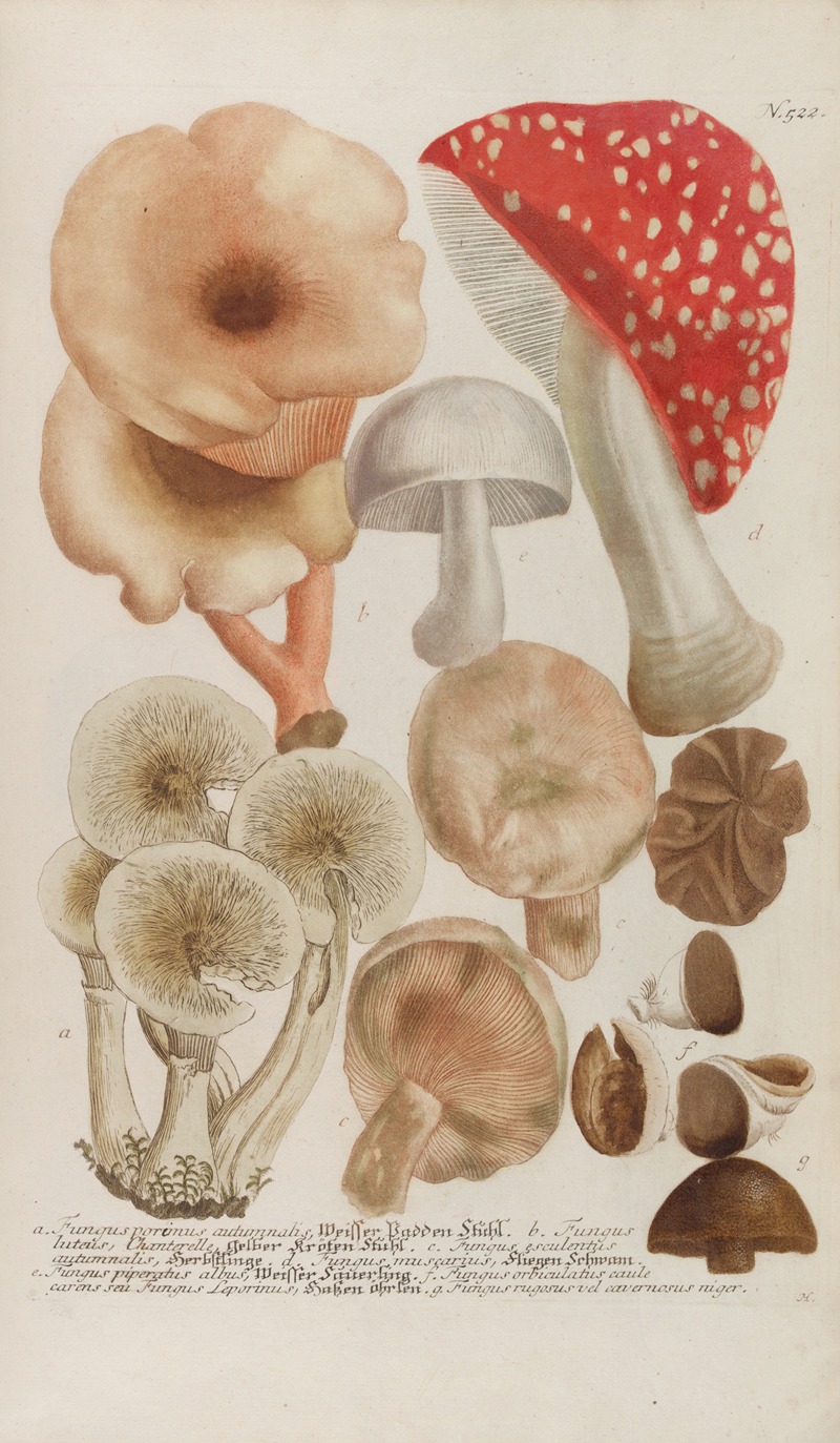 Phytanthoza iconographia Pl.245 by Johann Wilhelm Weinmann, 1737-1745 — digital art print download