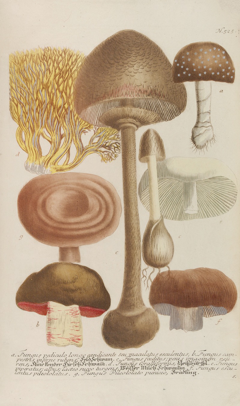Phytanthoza iconographia Pl.248 by Johann Wilhelm Weinmann, 1737-1745 — digital art print download