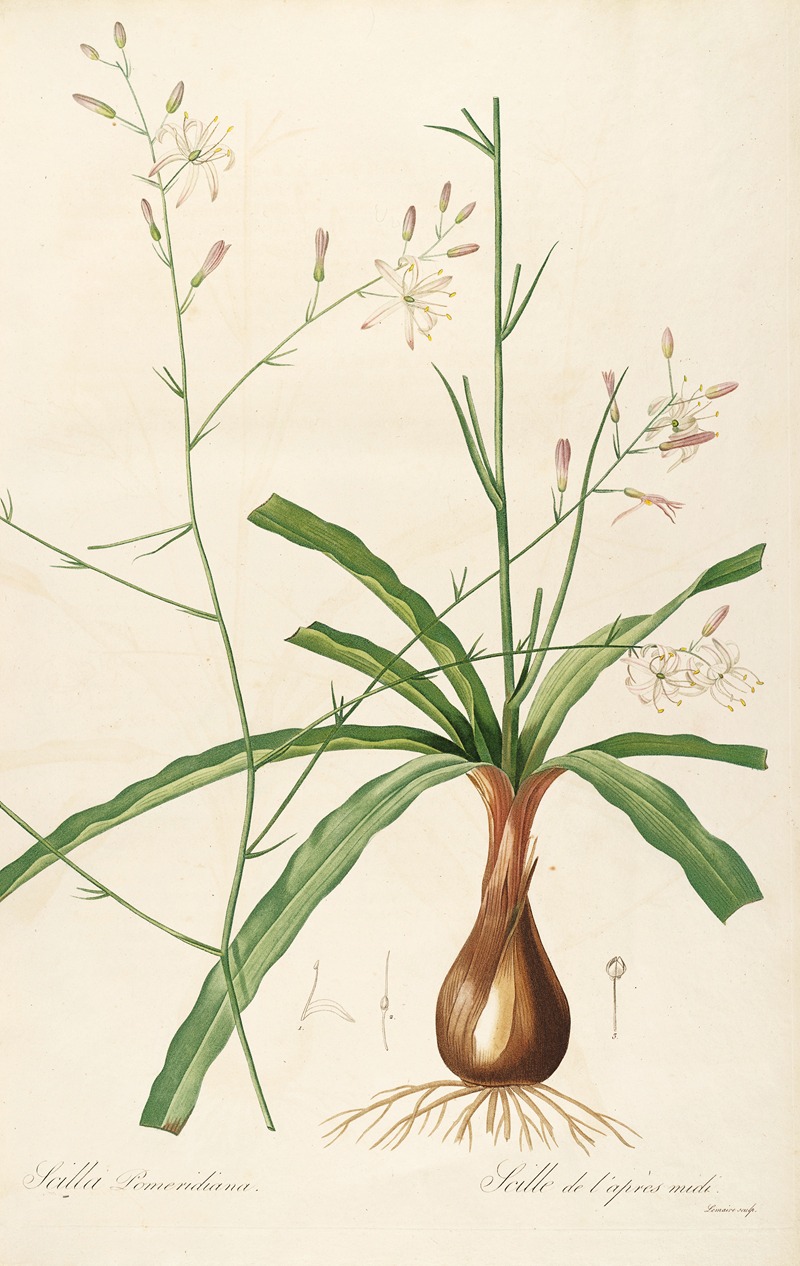 Les liliacees Pl.01 by Pierre-Joseph Redouté, 1805-1816 — digital art print download
