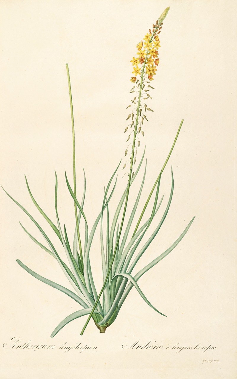 Les liliacees Pl.03 by Pierre-Joseph Redouté, 1805-1816 — digital art print download