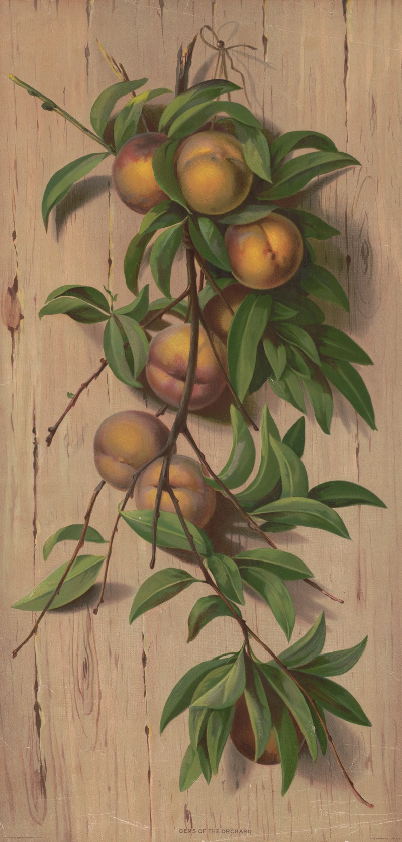 Gems of the orchard — Knapp & Co.