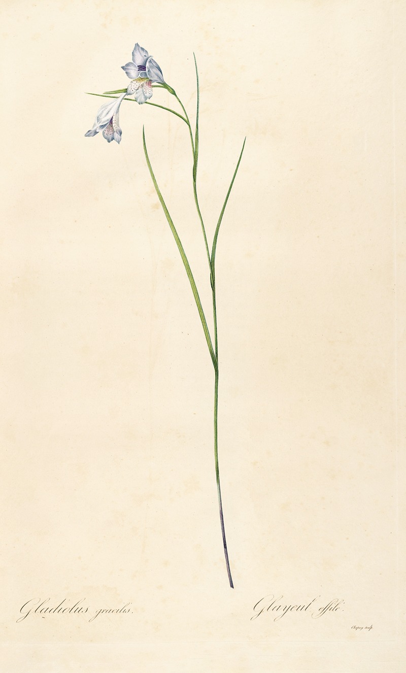 Les liliacees Pl.05 by Pierre-Joseph Redouté, 1805-1816 — digital art print download