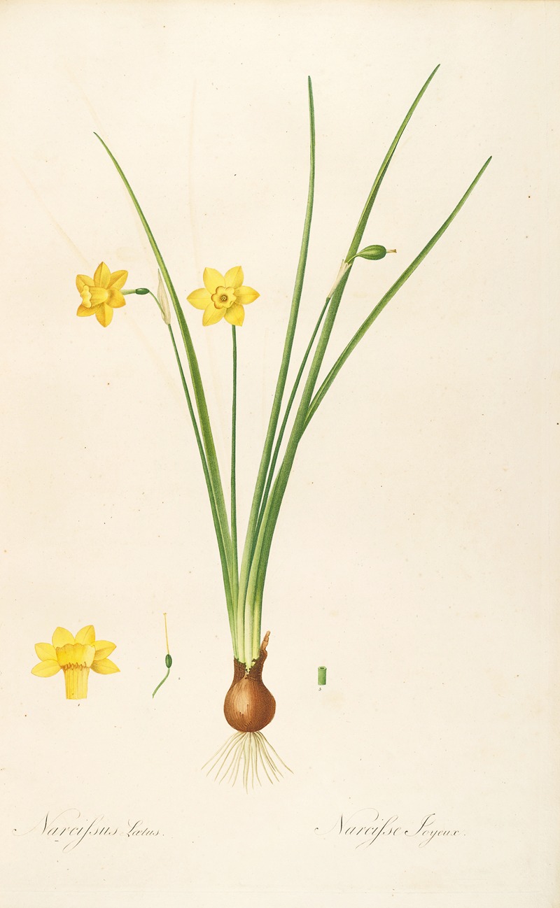 Les liliacees Pl.08 by Pierre-Joseph Redouté, 1805-1816 — digital art print download